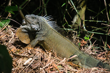 Green iguana basking on dry forest floor in sunlight. Detailed close-up view showing textured scales, spines, and natural habitat among leaves and branches