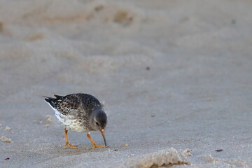purple sandpiper