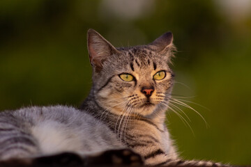 Portrait of a cat on the roof of a house at sunset