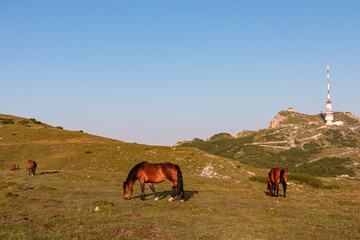 Two beautiful brown horses graze peacefully on a vast alpine pasture on the Villacher Alpe in Carinthia, with iconic Dobratsch mountain summit and transmitter standing out in the distant background.