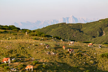 A herd of Simmental cows grazes on a lush alpine meadow on Villacher Alpe, enjoying warm morning sunrise with the stunning panoramic backdrop of the Julian Alps mountain range in Carinthia, Austria.
