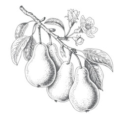 Hand drawn pear engraving collection. Vintage pear fruit and flower sketch. Antique style engraving of pear fruits and flower branch.