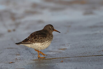 purple sandpiper