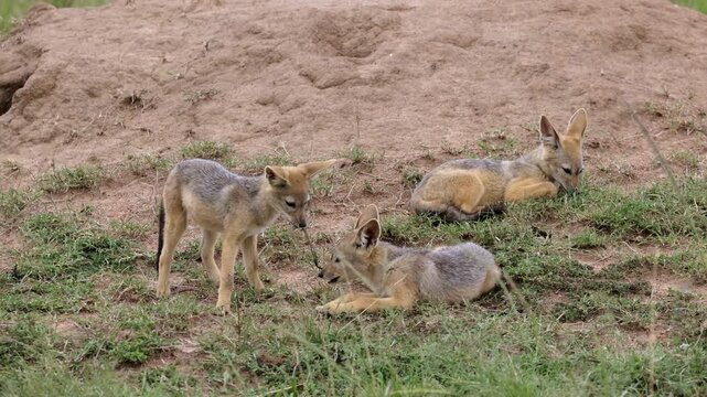 Young jackals tugging on string near den site in Masai Mara