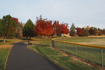 Morning sunrise lights up the trees in their fall glory with a walking path passing underneath them in a local park.