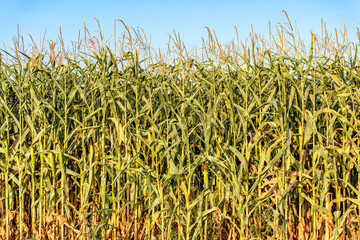 Tall corn plants in a sunny field during summer growing season