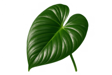 Vibrant green heart-shaped tropical plant leaf with visible veins, isolated on transparent background, showcasing nature's beauty and growth