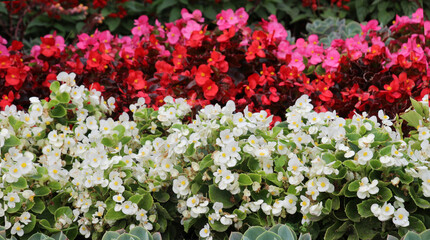 Fototapeta premium Begonia growing in a flower bed