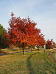 Morning sunrise lights up the trees in their fall glory with a walking path passing underneath them in a local park.