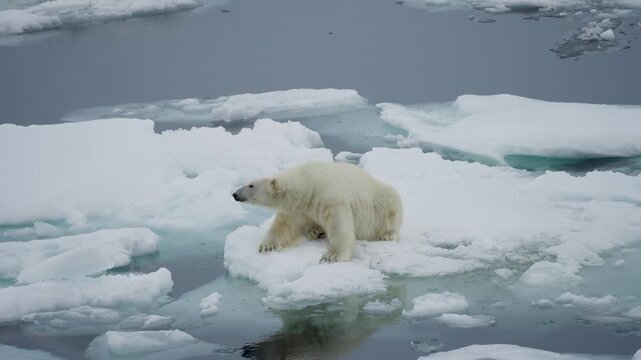 Solitary polar bear perched on a shrinking sea ice floe amid frigid open water, evoking vulnerability, climate warming, and the fragility of its marine habitat