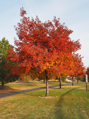 Morning sunrise lights up the trees in their fall glory with a walking path passing underneath them in a local park.