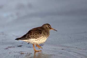 purple sandpiper