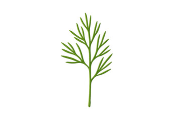 Fototapeta premium Fresh green dill herb sprig transparent background