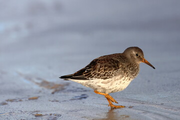 purple sandpiper