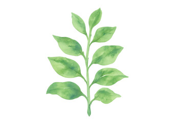 Fototapeta premium Watercolor botanical sprig creating natural greenery and organic decorative element on transparent background