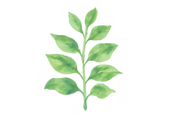 Watercolor botanical sprig creating natural greenery and organic decorative element on transparent background