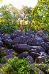 Fototapete bei efototapeten.de bestellen   