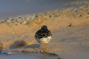 purple sandpiper