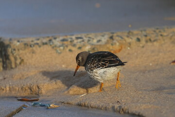 purple sandpiper