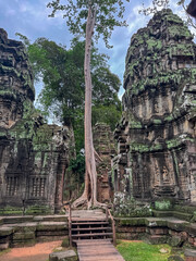A tall, majestic silk-cotton tree emerges from within a courtyard of the ancient stone ruins of Ta Prohm temple, a world heritage landmark in the Angkor Archaeological Park in Siem Reap, Cambodia.