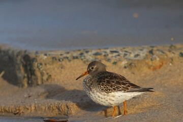 purple sandpiper