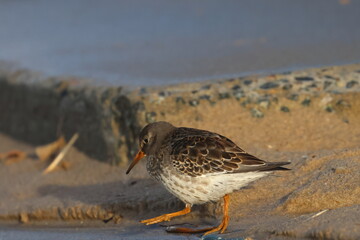 purple sandpiper