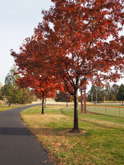 Morning sunrise lights up the trees in their fall glory with a walking path passing underneath them in a local park.