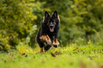 Longhaired Old German Shepherd dog runs toward camera