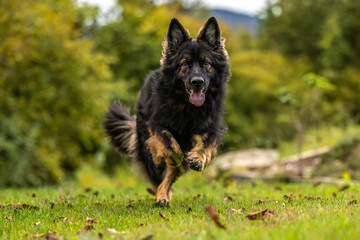Longhaired Old German Shepherd dog runs toward camera