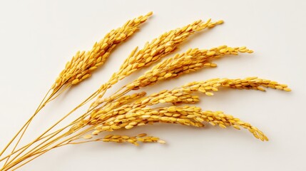 A bunch of yellow rice is shown on a white background. The rice is long and slender, with a few small grains visible. Scene is calm and peaceful, as the rice appears to be growing in a natural setting