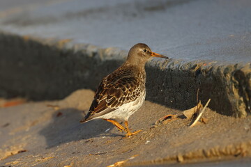 purple sandpiper