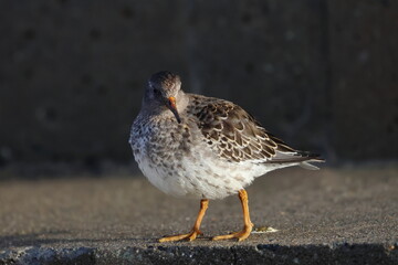 purple sandpiper
