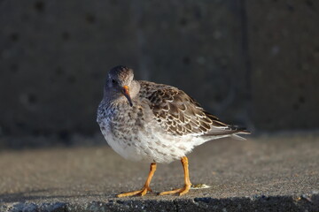 purple sandpiper