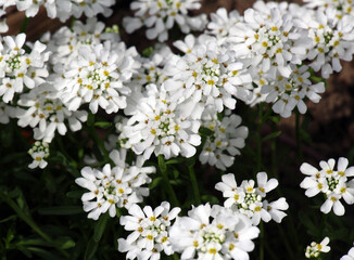 Iberis with white flowers grows in a flower bed