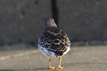 purple sandpiper