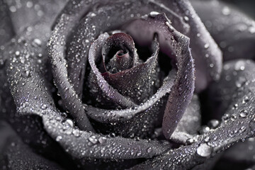 Detailed close-up of a dark purple rose covered in delicate water droplets highlighting the texture and intricate patterns of the petals on a soft blurred background
