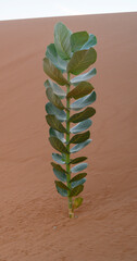 A young Calotropis procera (apple of sodom) plant photographed in the harsh conditions of the desert.