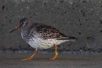 purple sandpiper