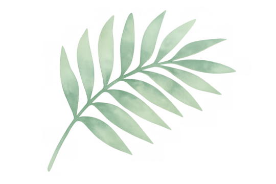 Watercolor palm frond illustration with green tropical leaf, creating a natural botanical design element on transparent background