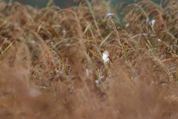 bearded reedling