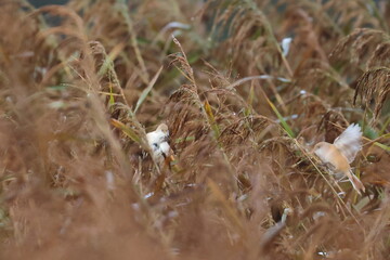 bearded reedling