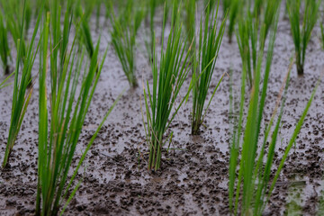 Young rice plants growing in a wet paddy field, surrounded by small earthworm mounds that naturally enrich the soil and support healthy crop growth.
