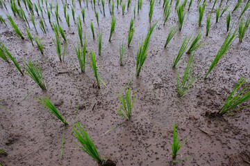 Young rice plants growing in a wet paddy field, surrounded by small earthworm mounds that naturally enrich the soil and support healthy crop growth.