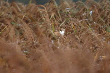 bearded reedling