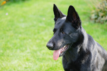 Black German Shepherd on a green lawn