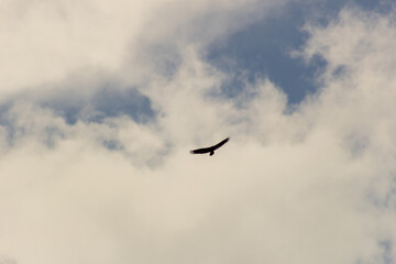 A bird flying in the cloudy sky