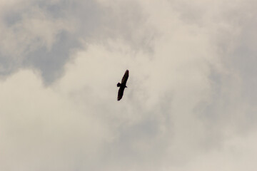 A bird flying in the cloudy sky