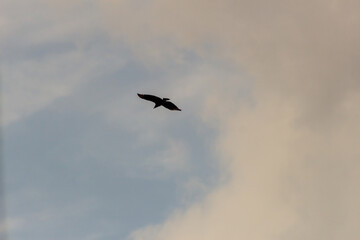 A bird flying in the cloudy sky