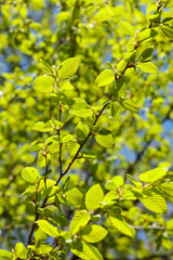 Close-up of young Carpinus betulus (European hornbeam) leaves glowing in bright spring sunlight against a blue sky. The vivid green tones symbolize new life and seasonal renewal