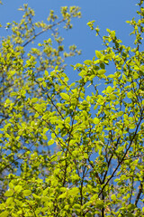 The vibrant crown of a Carpinus betulus tree filled with fresh green leaves, illuminated by warm spring sunlight. The rich color contrast between foliage and blue sky reflects the awakening of nature 